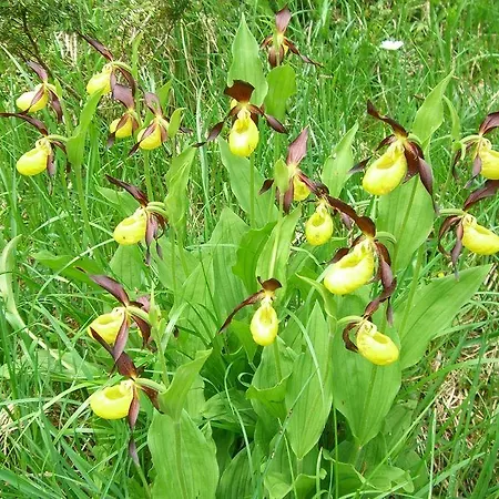Hotel Alpensonne - Panoramazimmer & Restaurant Arosa