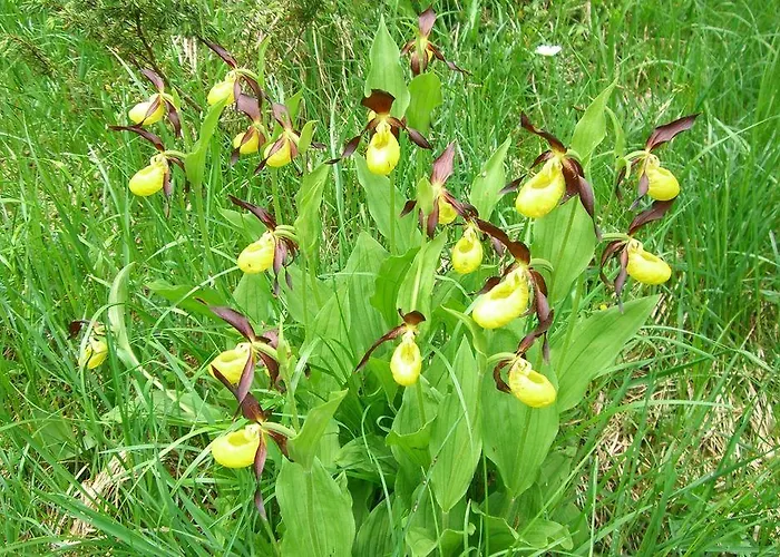 فندق Alpensonne - Panoramazimmer & Restaurant أروسا